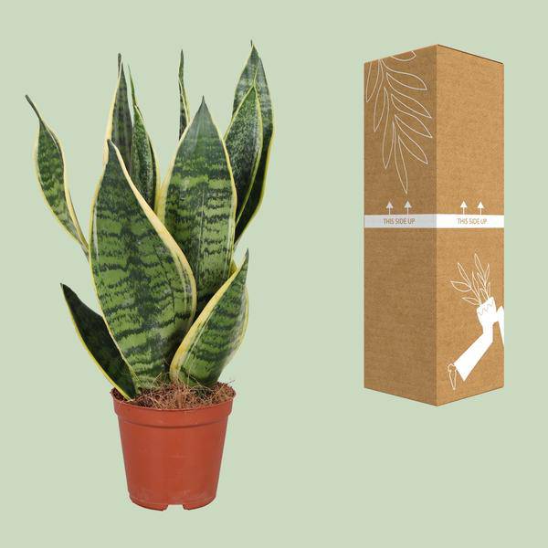 Bogenhanf Sansevieria trifasciata Futura Superba – Schwiegermutterzunge – Ø12cm – ↕40cm – pflegeleichte Zimmerpflanze mit gelb – grünem Laub – Plant