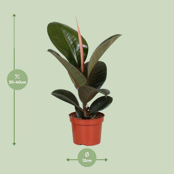Gummibaum Ficus Elastica Robusta Zimmerpflanze Ø12cm ↕35cm – pflegeleichte Grünpflanze für Wohnzimmer, Büro & helle Standorte kaufen – Plant