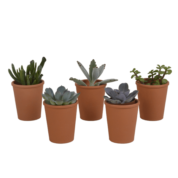 Sukkulenten Mix 5 Pflanzen Ø5,5cm – pflegeleichtes Pflanzen Set für Urban Jungle, Fensterbank, Wohnzimmer & Büro – Plant