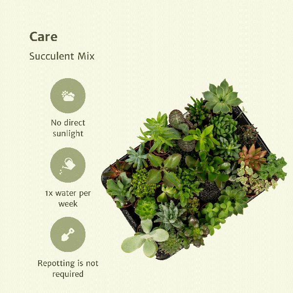 Sukkulenten Mix – Verschiedene Arten – Aloe Vera, Echeveria, Kalanchoe, Sedum – Zimmerpflanzen im Topf – Ø5,5cm – ↕7cm – Plant