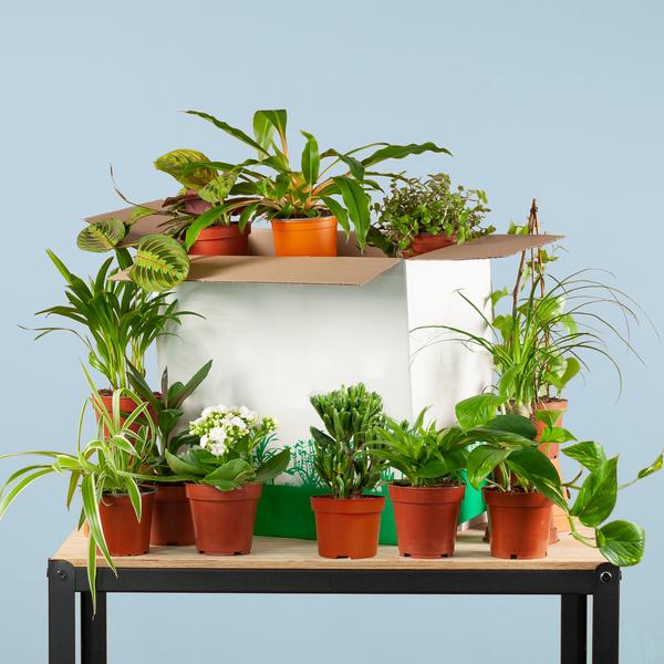 Zimmerpflanzen Set – 12 Pflanzen – Rette Mich Box – Überraschungs – Indoor – Pflanzen – Verschiedene Topfgrößen 5-17cm – Plant