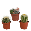 Kaktus Bolcactus Mix – 3 Pflanzen – Ø8,5cm Zimmerpflanzen – Verschiedene Kugelkakteen – Pflegeleichte Sukkulenten für Fensterbank, Büro & Wohnzimmer – Plant