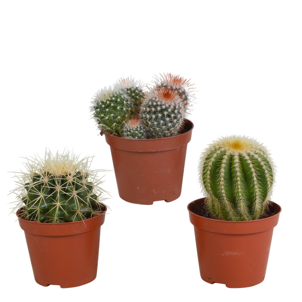 Kaktus Bolcactus Mix – 3 Pflanzen – Ø8,5cm Zimmerpflanzen – Verschiedene Kugelkakteen – Pflegeleichte Sukkulenten für Fensterbank, Büro & Wohnzimmer – Plant