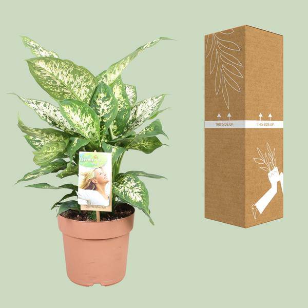 Dieffenbachie Compacta – Dieffenbachia seguine – Zimmerpflanze – Ø17cm – ↕45cm – pflegeleichte tropische Grünpflanze mit dekorativen Blättern – Plant