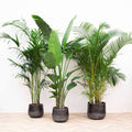 Vorteilspaket XXL Zimmerpflanzen – Kentia Palme 200cm, Strelitzia Nicolai 225cm & Areca Palme 200cm – Tropisches Set großer Grünpflanzen – Plant