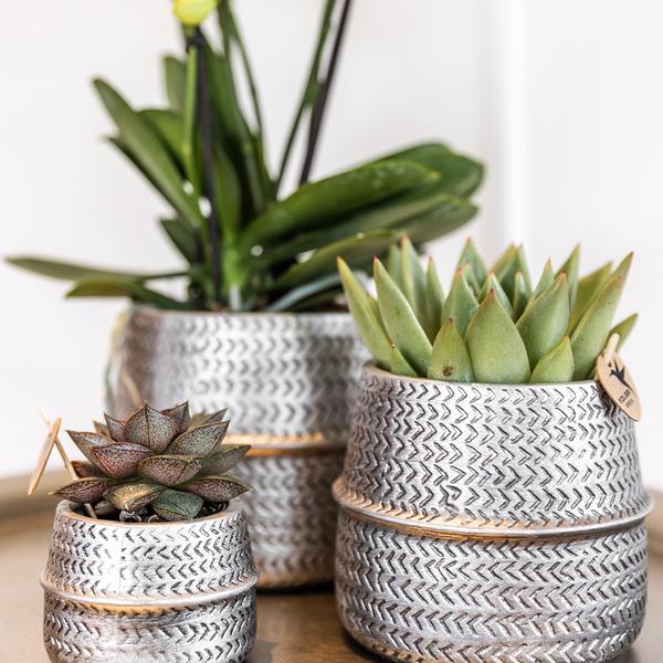 Groove Blumentopf – Goldener Keramiktopf – Ø12cm – Dekorativer Ziertopf mit markantem Rillenmuster – Mattes Finish – Für Zimmerpflanzen & Orchideen – Plant
