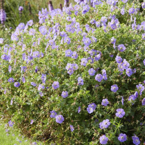 Geranium Rozanne – Storchschnabel – Ø9cm – ↕10-25cm – Lila Blüten, Bodendecker – Plant