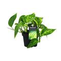 Efeutute Scindapsus Epipremnum Pinnatum HiColor – Ø12cm – ↕20cm – Pflegeleichte Zimmerpflanze mit dekorativem Laub – Plant