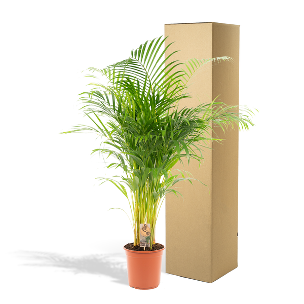 Areca – Palme – Betelpalme Dypsis lutescens – Ø24cm – 130cm Höhe – Luftreinigende Goldfruchtpalme – Tropische Zimmerpflanze für gesundes Raumklima – Plant