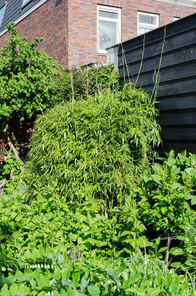 Schirmbambus Fargesia rufa 3er – Set Ø23cm ↕80cm – hochwertiges Produkt für Pflanzen, Garten, Zuhause, Dekoration & moderne Einrichtung – Plant