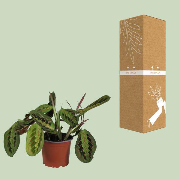 Zimmerpflanze Maranta leuconeura Fascinator Zimmerpflanze Ø12cm ↕30cm – pflegeleichte Grünpflanze für Wohnzimmer, Büro & helle Standorte kaufen – Plant