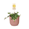 Zwergpfeffer – Peperomia Hope – pflegeleichte Zimmerpflanze – dekorativer Topf Vibes Fold 14cm Rosa – kompakte Grünpflanze für Innenräume – Plant