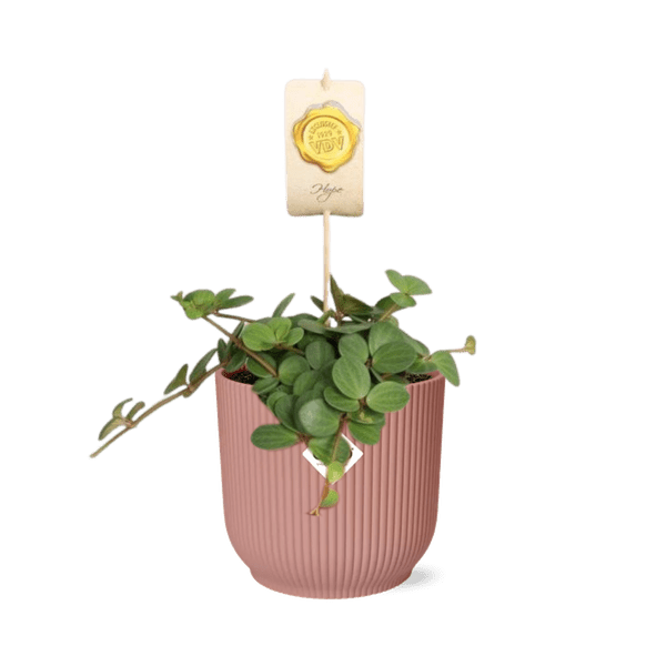 Zwergpfeffer – Peperomia Hope – pflegeleichte Zimmerpflanze – dekorativer Topf Vibes Fold 14cm Rosa – kompakte Grünpflanze für Innenräume – Plant