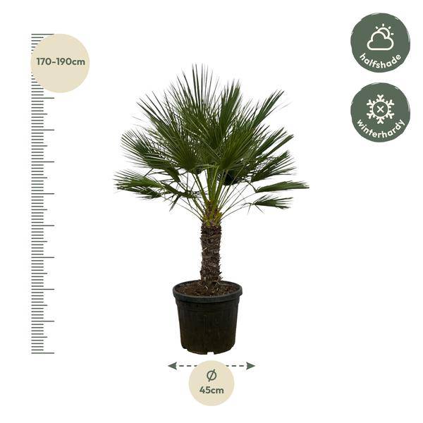 Chamaerops Humilis auf Stiel – Zwergpalme – Fächerpalme – Mediterrane Zimmer – und Kübelpflanze – Ø45cm – ↕150cm