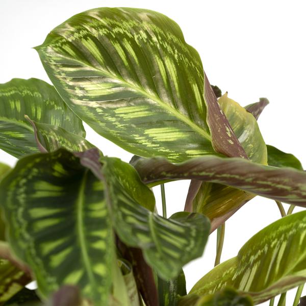 Calathea Flamestar – Pfauenpflanze – Ø19cm – ↕75cm – Exotische Zimmerpflanze mit gemusterten Blättern – Luftreinigend, pflegeleicht & dekorativ – Plant