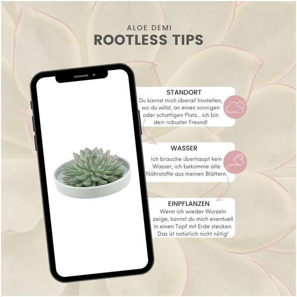 Sukkulente – Echeveria pulidonis Rootless – Ø20cm Schale Grün – Zimmerpflanze ohne Wurzeln – Pflegeleichte Schnitt – Plant