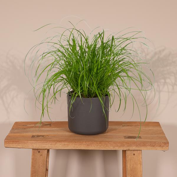 Katzengras Cyperus alternifolius Zimmerpflanze Ø12cm ↕20cm – pflegeleichte Grünpflanze für Wohnzimmer, Büro & helle Standorte kaufen – Plant