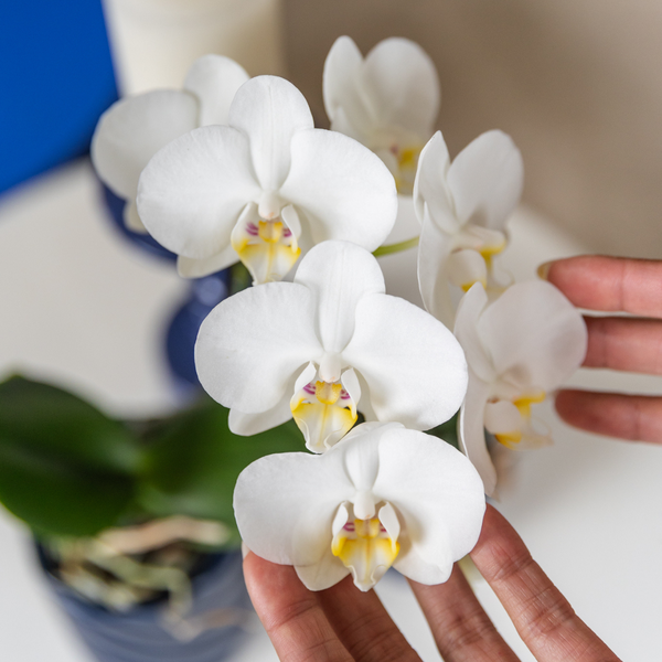 Phalaenopsis Amabilis Weiß Zimmerpflanze Ø9cm – blühende Orchidee für Wohnzimmer, Büro & helle Standorte kaufen – Plant