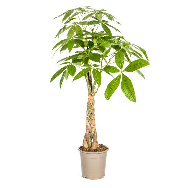 Glückskastanie Pachira Aquatica – Geldbaum – Zimmerpflanze Ø21cm ↕90-110cm – Geflochtener Stamm – Pflegeleicht – Plant