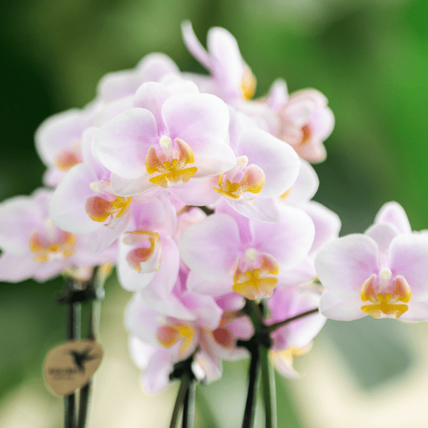 Rosa Orchidee Andorra & Sukkulente Set Zimmerpflanze Ø9cm – pflegeleichte Sukkulente für Wohnzimmer, Büro & helle Standorte kaufen – Plant