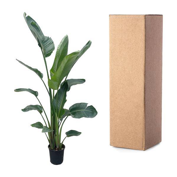 Baum – Strelitzie – Strelitzia Nicolai – Zimmerpflanze 210cm – Ø27cm – Weißer Paradiesvogel mit großen grünen Blättern – Plant