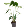 Tiger – Pfeilblatt Alocasia Zebrina Zimmerpflanze Ø32cm ↕130cm – pflegeleichte Grünpflanze für Wohnzimmer, Büro & helle Standorte kaufen – Plant