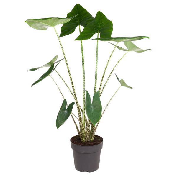 Tiger – Pfeilblatt Alocasia Zebrina Zimmerpflanze Ø32cm ↕130cm – pflegeleichte Grünpflanze für Wohnzimmer, Büro & helle Standorte kaufen – Plant