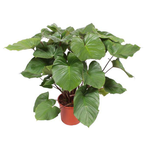 Homalomena Rubescens Zimmerpflanze Ø34cm ↕140cm – pflegeleichte Grünpflanze für Wohnzimmer, Büro & helle Standorte kaufen – Plant