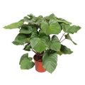 Homalomena Rubescens Zimmerpflanze Ø34cm ↕140cm – pflegeleichte Grünpflanze für Wohnzimmer, Büro & helle Standorte kaufen – Plant