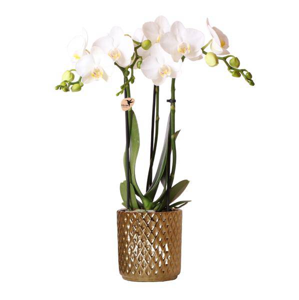 Weiße Phalaenopsis – Orchidee Amabilis + Diamant – Dekotopf gold Zimmerpflanze Ø9cm ↕40cm – blühende Orchidee für Wohnzimmer, Büro & helle Standorte – Plant
