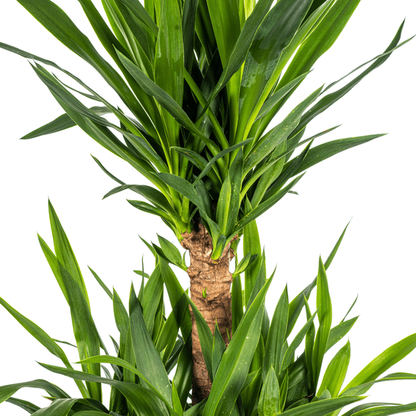 Yucca Elephantipes Zimmerpflanze Ø30cm ↕100cm – pflegeleichte Grünpflanze für Wohnzimmer, Büro & helle Standorte kaufen – Plant