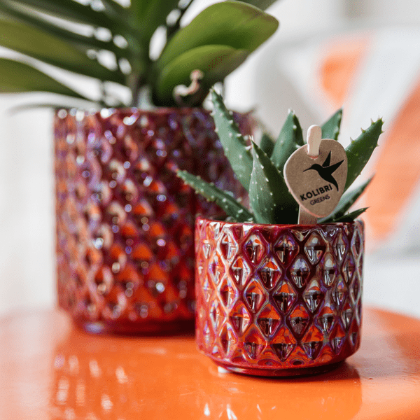 Sukkulente Aloe Brevifolia Zimmerpflanze Ø6cm – pflegeleichte Sukkulente für Wohnzimmer, Büro & helle Standorte kaufen – Plant