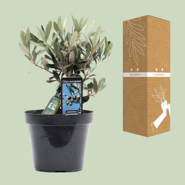 Olivenbaum – Olea europaea – ca. 25cm hoch – Ø13cm – Mediterrane Zimmerpflanze mit Flasche – Pflegeleicht & luftreinigend für Zuhause & Büro – Plant