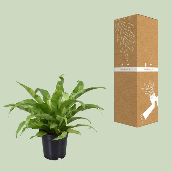 Nestfarn – Asplenium Antiquum – Zimmerpflanze – Ø17cm – ca. 45cm hoch – pflegeleichte luftreinigende Grünpflanze für Zuhause & Büro – Plant