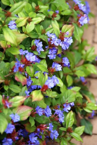 Kriechende Hornnarbe Ceratostigma plumbaginoides – ↕10-25cm – Ø9cm – Bodendecker – Winterhart & pflegeleicht – Sonne & Halbschatten – Plant