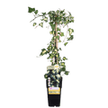 Buntlaubiger Kaukasischer Efeu Hedera colchica 'Dentata Variegata' Kletterpflanze Ø15cm ↕65cm – winterharte Pflanze für Garten, Balkon, Terrasse – Plant