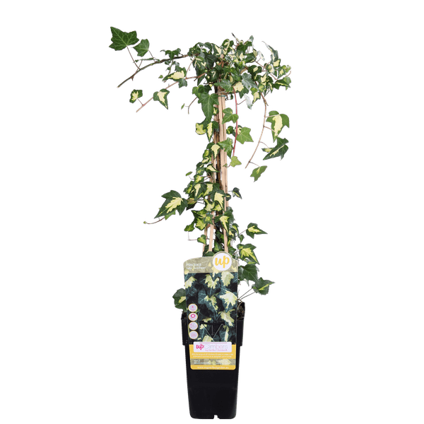 Buntlaubiger Kaukasischer Efeu Hedera colchica 'Dentata Variegata' Kletterpflanze Ø15cm ↕65cm – winterharte Pflanze für Garten, Balkon, Terrasse – Plant
