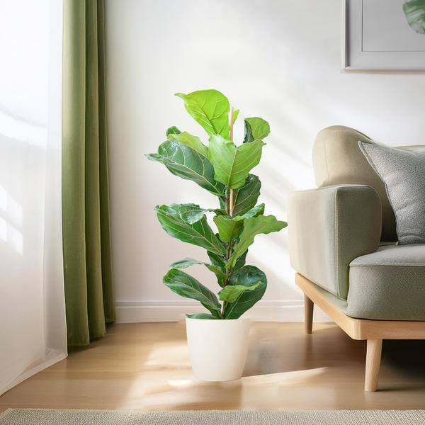 Ficus Lyrata – Geigen – Feige – Zimmerpflanze ↕80cm – Ø21cm – große Blätter – inklusive nachhaltigem Viber Topf Weiß – Plant