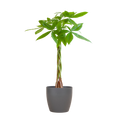 Pachira Aquatica 80cm – Glückskastanie Geldbaum Zimmerpflanze Ø21cm – pflegeleichte Pflanze mit geflochtenem Stamm im nachhaltigen Viber Grau Topf – Plant
