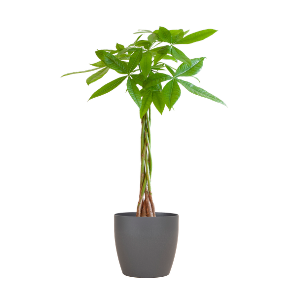 Pachira Aquatica 80cm – Glückskastanie Geldbaum Zimmerpflanze Ø21cm – pflegeleichte Pflanze mit geflochtenem Stamm im nachhaltigen Viber Grau Topf – Plant