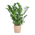 Zamioculcas Zamiifolia 80cm – Glücksfeder Zimmerpflanze Ø21cm – robuste & pflegeleichte Pflanze für Zuhause & Büro – inkl. handgeflochtenem Seegras – Plant