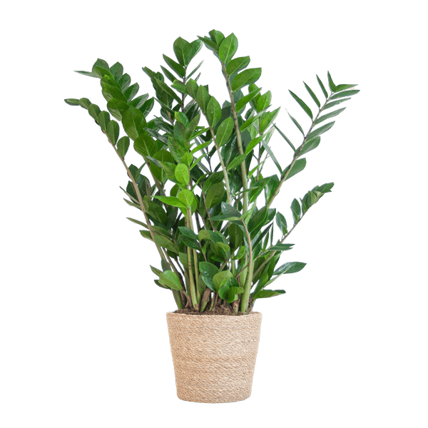 Zamioculcas Zamiifolia 80cm – Glücksfeder Zimmerpflanze Ø21cm – robuste & pflegeleichte Pflanze für Zuhause & Büro – inkl. handgeflochtenem Seegras – Plant