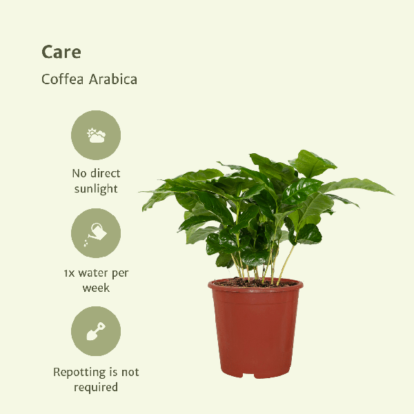 Kaffeepflanze – Coffea Arabica – Zimmerpflanze – Ø12cm – ca. 25cm hoch – 2 Pflanzen – exotische Pflanze mit glänzenden Blättern – Plant