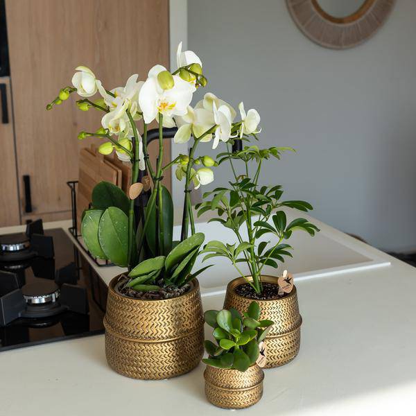 Groove Blumentopf Gold – Keramik – Topf mit mattem Finish – Ø12cm – Robustes, strukturiertes Design – Eleganter Pflanztopf fürs Wohnzimmer – Plant