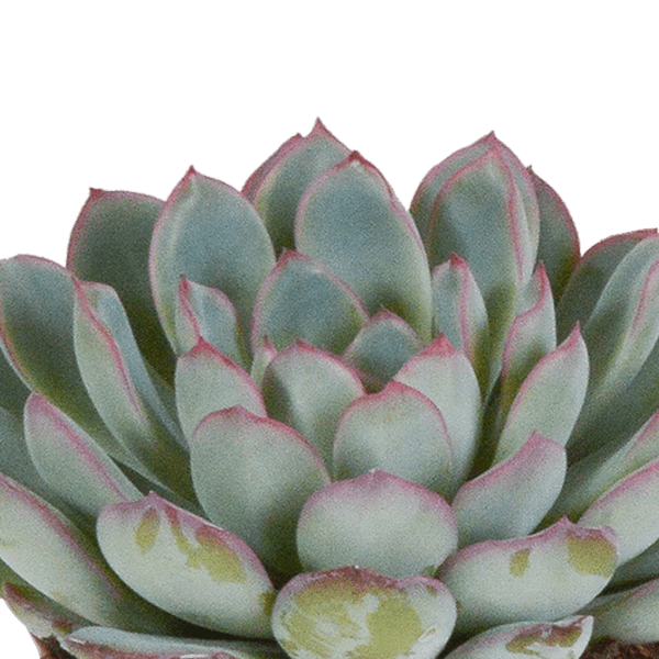 Steinrose Echeveria Mischung Zimmerpflanze Ø8,5cm mit dekorativem Übertopf – pflegeleichte Sukkulente für Wohnzimmer, Büro & helle Standorte – Plant