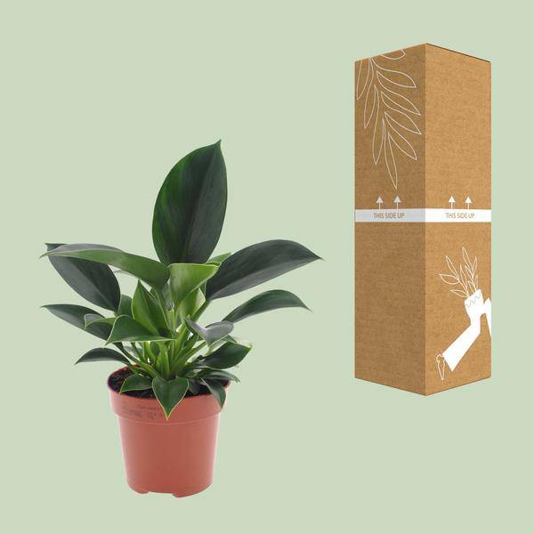 Philodendron Green Princess – Ø12cm – ↕25cm – Pflegeleichte Zimmerpflanze mit glänzenden Blättern – Plant