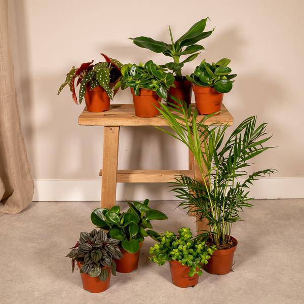 Überraschungsbox mit 8 einzigartigen Zimmerpflanzen Ø12cm ↕25cm – pflegeleichtes Pflanzen Set für Urban Jungle, Fensterbank, Wohnzimmer & Büro – Plant