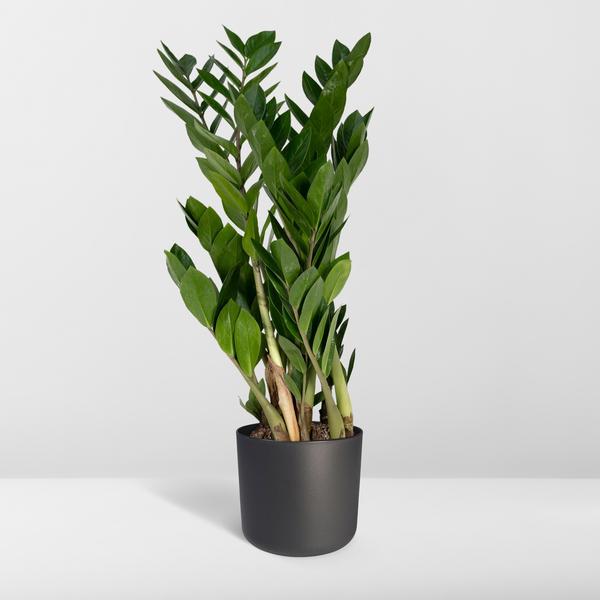 Glücksfeder Zamioculcas Zamiifolia Zimmerpflanze Ø17cm ↕70cm – pflegeleichte Grünpflanze für Wohnzimmer, Büro & helle Standorte kaufen – Plant