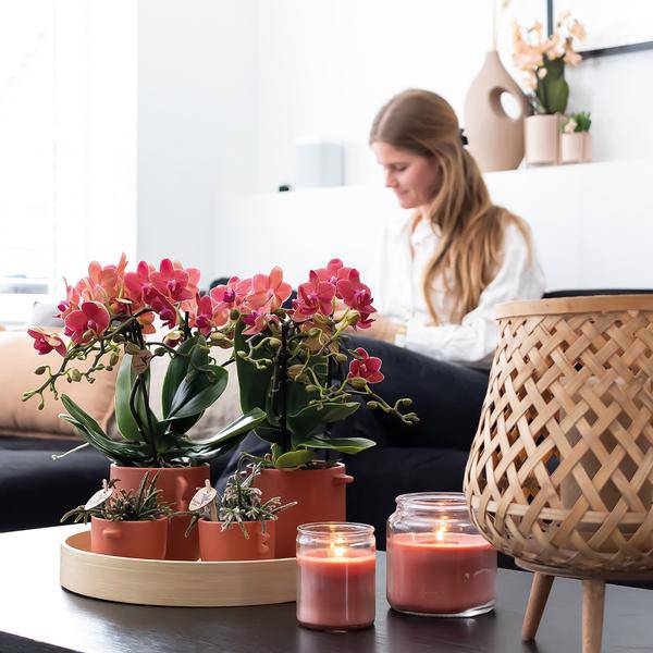Rote Phalaenopsis Orchideen Zimmerpflanze Ø9cm – blühende Orchidee für Wohnzimmer, Büro & helle Standorte kaufen – Plant