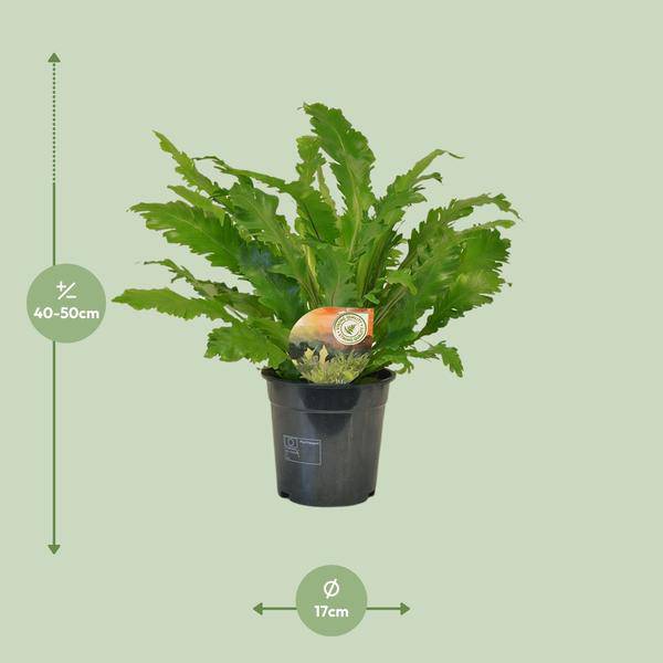 Nestfarn – Asplenium Campio – Zimmerpflanze – Ø17cm x ↕50cm – dekorativer Farn für Wohnzimmer, Büro & Innenräume – Plant
